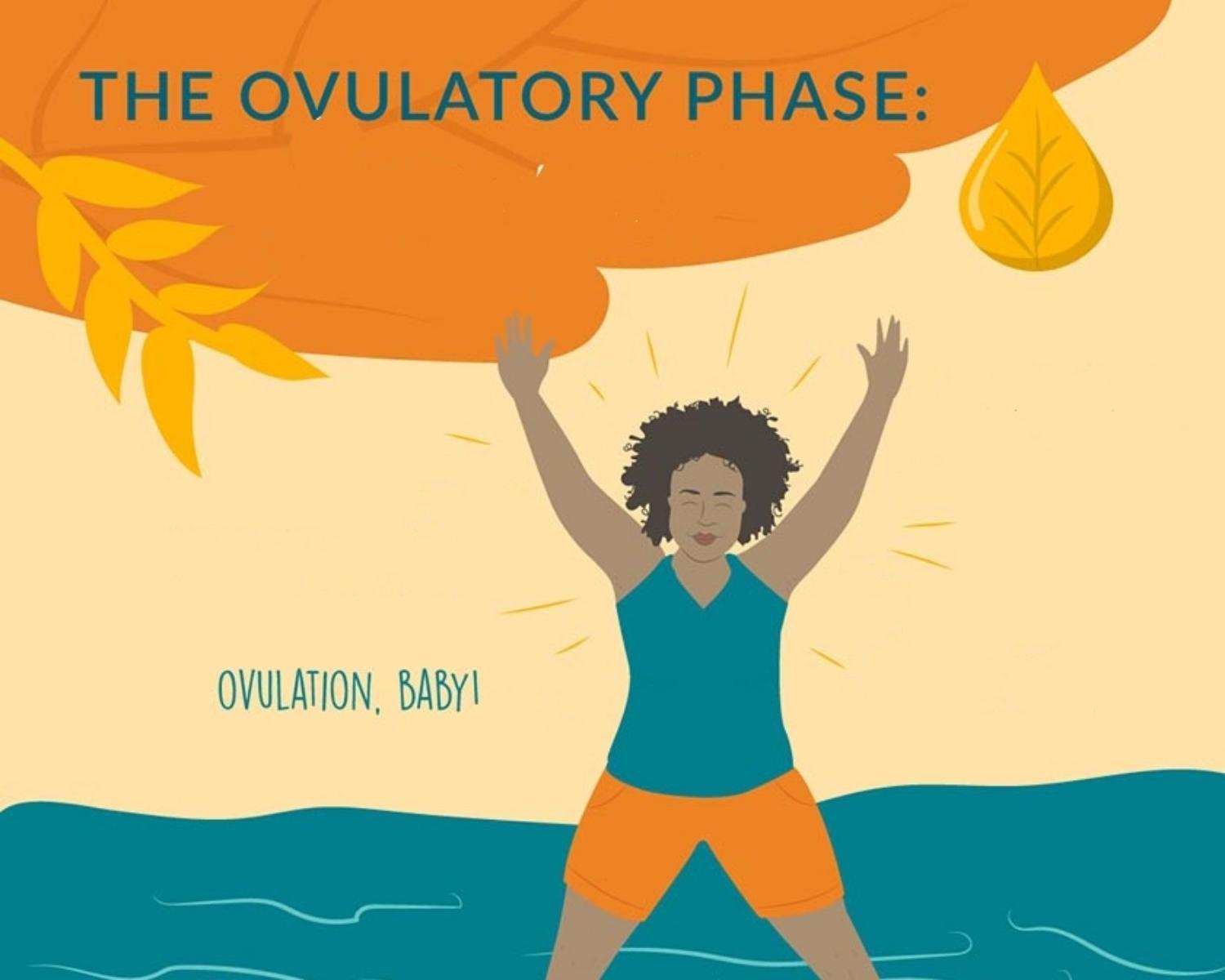 Hormonal Pattern: 3.Ovulation (Day 12-16)