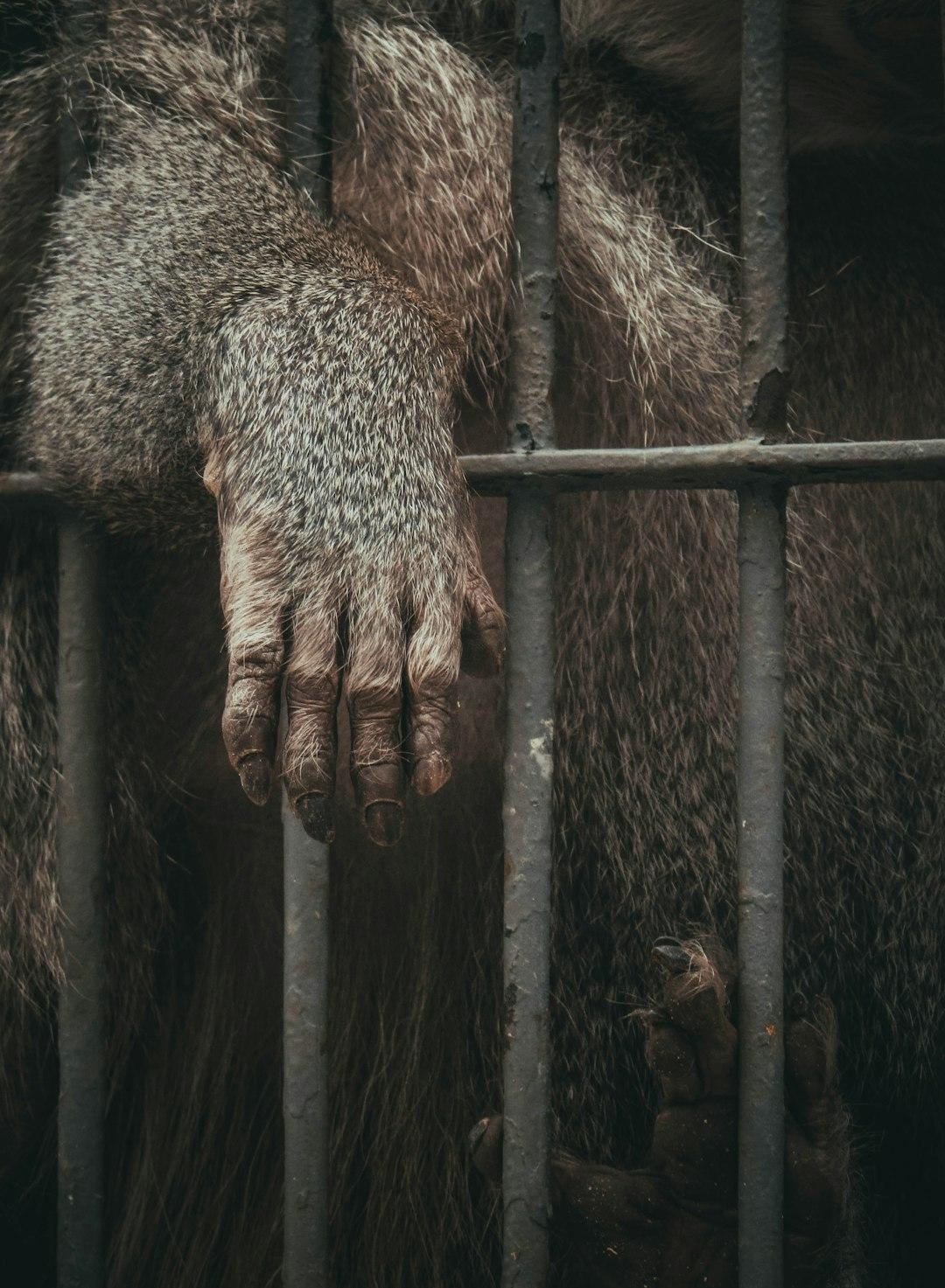 Why Zoos & Captivity are Not Conservation