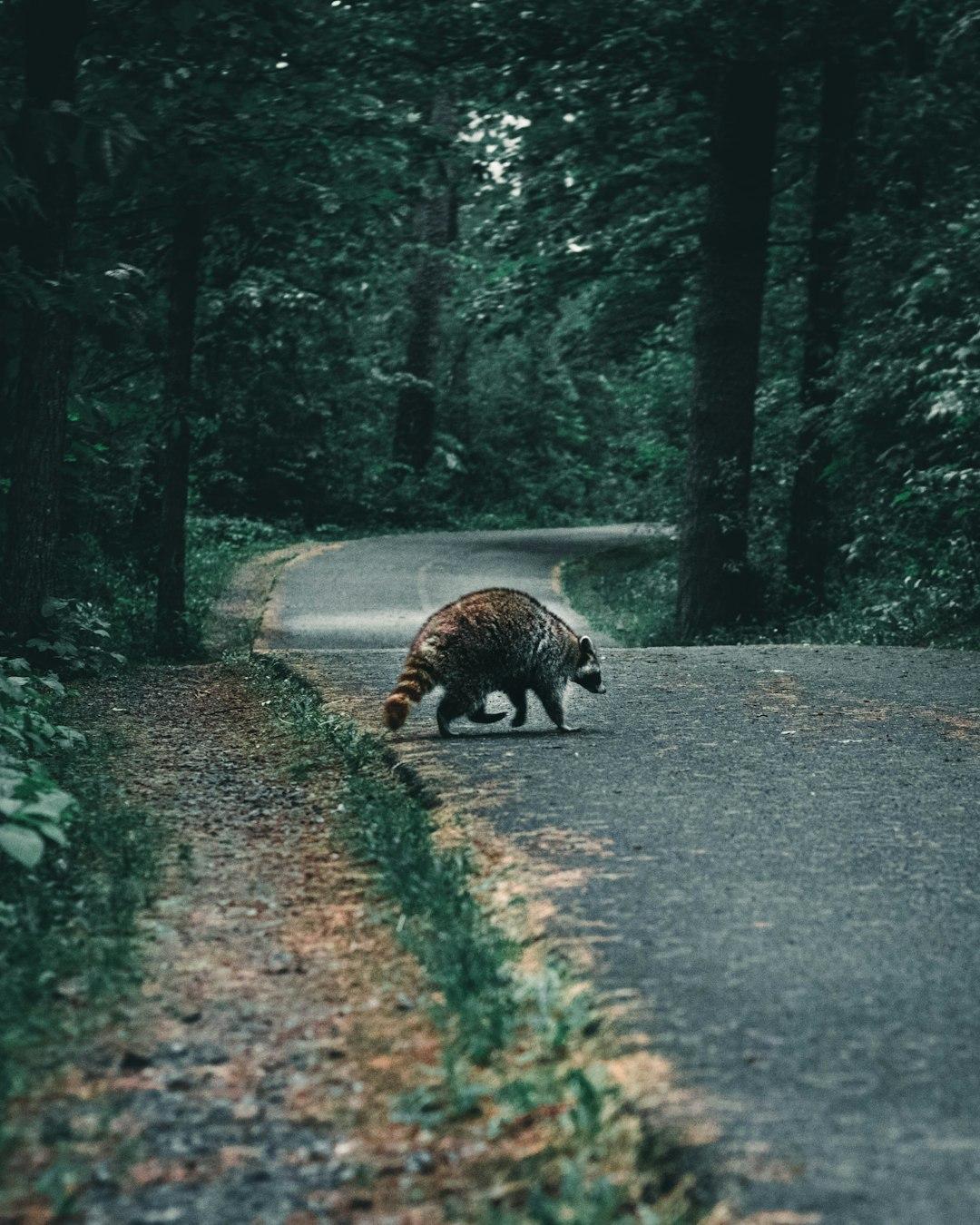 Rewild Your Routine 🌳