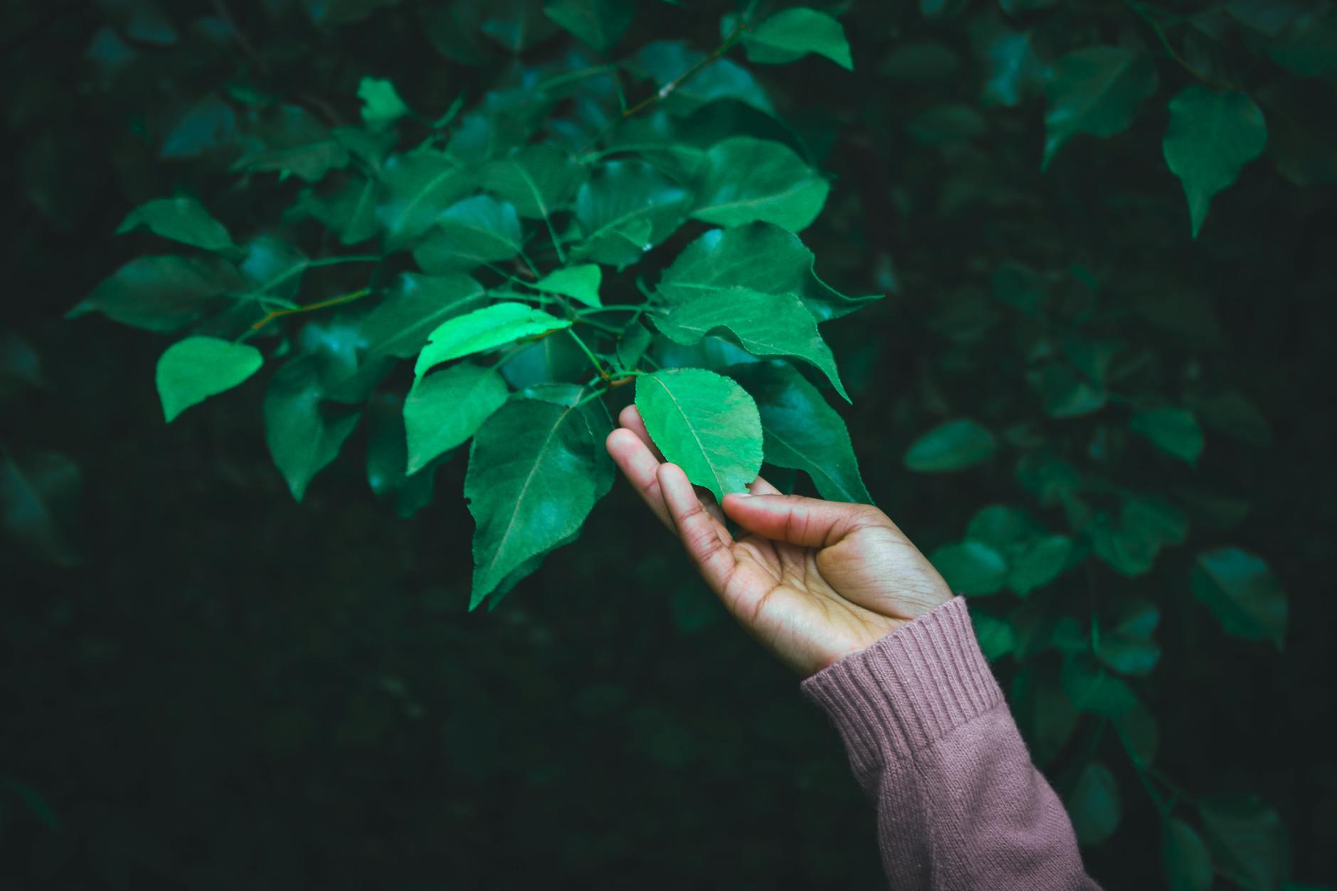 Tree Connection 🍃